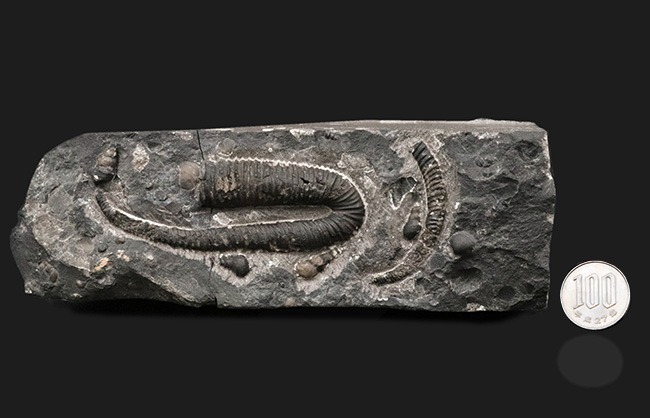 希少‼︎】Meyerella magna えびの化石 白亜紀 1億1800万年前