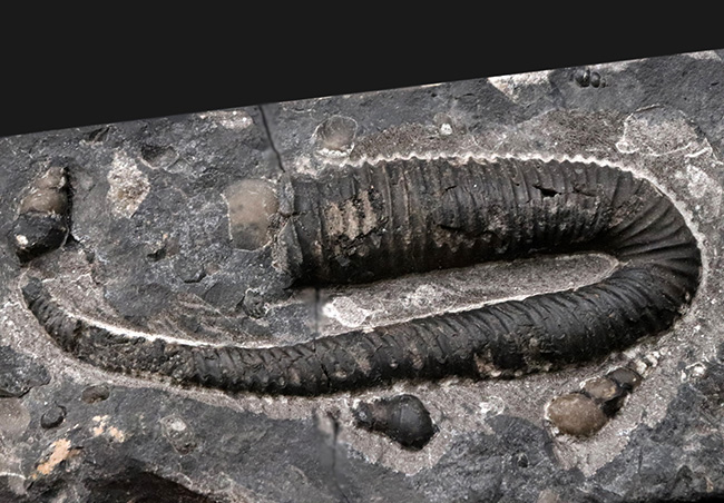 珍しいコロンビア産！白亜紀前期の異常巻きアンモナイト、ヘテロセラス（Heteroceras）の上質化石（その2）