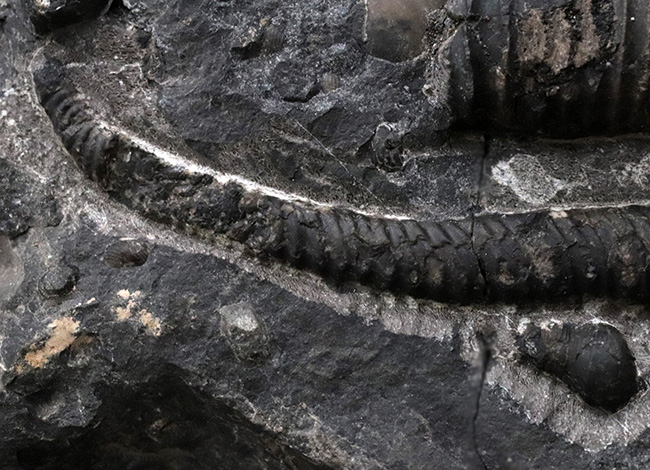 珍しいコロンビア産！白亜紀前期の異常巻きアンモナイト、ヘテロセラス（Heteroceras）の上質化石（その4）