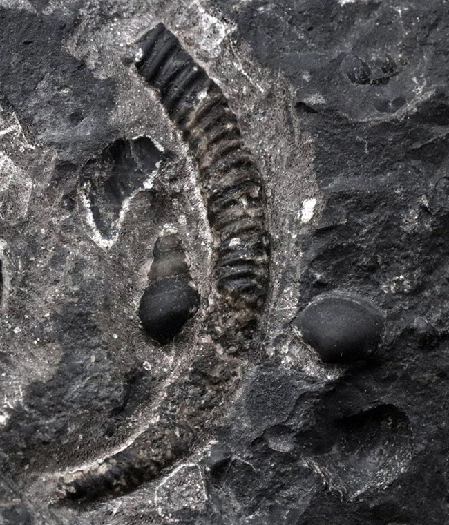 珍しいコロンビア産！白亜紀前期の異常巻きアンモナイト、ヘテロセラス（Heteroceras）の上質化石（その6）