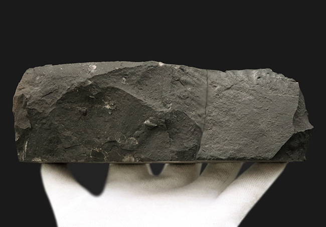 珍しいコロンビア産！白亜紀前期の異常巻きアンモナイト、ヘテロセラス（Heteroceras）の上質化石（その8）