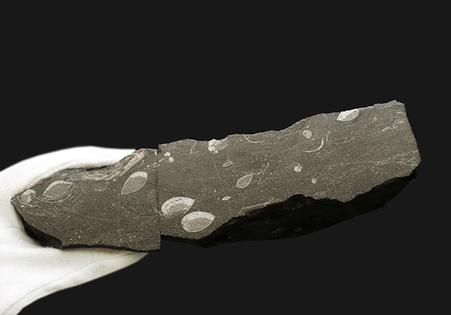 珍しいコロンビア産！白亜紀前期の異常巻きアンモナイト、ヘテロセラス（Heteroceras）の上質化石（その9）