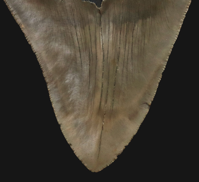 「オールナチュラル」を確認済みの、希少なメガロドン（Megalodon）の歯化石。エナメル質、セレーションが残存しており、良形で大きい！（その7）
