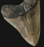 「オールナチュラル」を確認済みの、希少なメガロドン（Megalodon）の歯化石。エナメル質、セレーションが残存しており、良形で大きい！