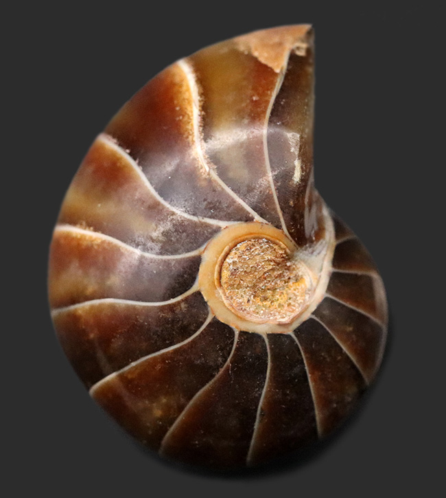 濃い飴色が美しい！典型的なオウムガイ（Nautilus）の化石（その1）