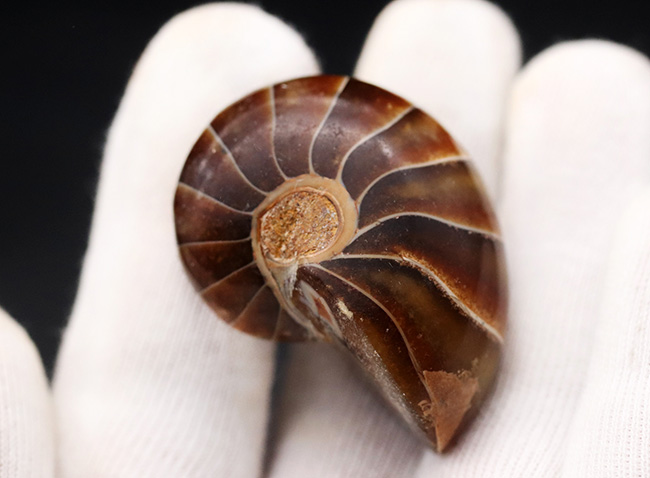 濃い飴色が美しい！典型的なオウムガイ（Nautilus）の化石（その3）