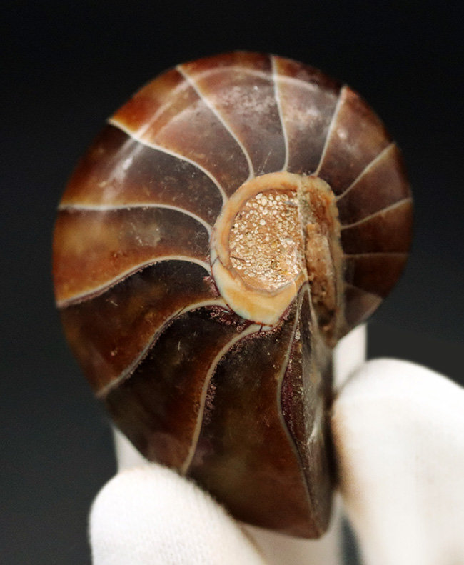 濃い飴色が美しい！典型的なオウムガイ（Nautilus）の化石（その5）