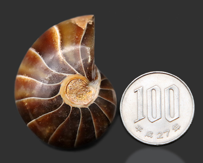 濃い飴色が美しい！典型的なオウムガイ（Nautilus）の化石（その8）