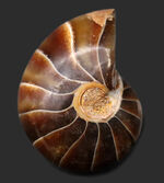 濃い飴色が美しい！典型的なオウムガイ（Nautilus）の化石