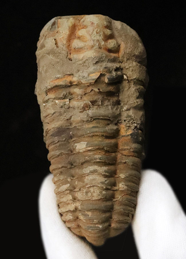 モロッコ・オルドビス紀層産　ロングカーブ11cm超の大型カリメネ（Calymene）（その1）