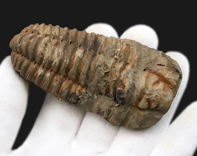 モロッコ・オルドビス紀層産　ロングカーブ11cm超の大型カリメネ（Calymene）（その2）