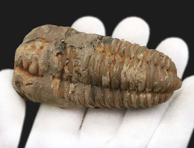 モロッコ・オルドビス紀層産　ロングカーブ11cm超の大型カリメネ（Calymene）（その5）