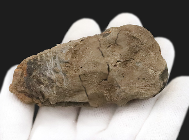 モロッコ・オルドビス紀層産　ロングカーブ11cm超の大型カリメネ（Calymene）（その6）