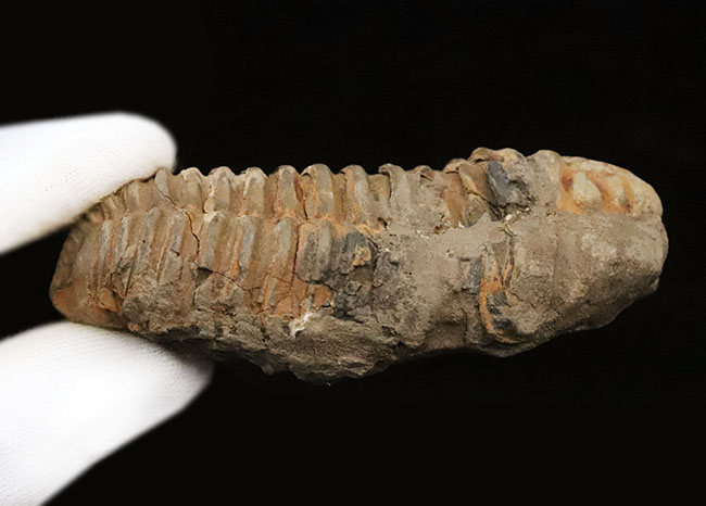 モロッコ・オルドビス紀層産　ロングカーブ11cm超の大型カリメネ（Calymene）（その7）