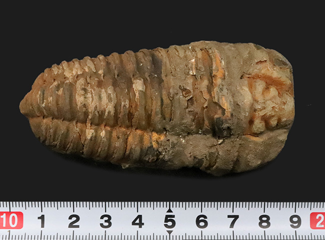 モロッコ・オルドビス紀層産　ロングカーブ11cm超の大型カリメネ（Calymene）（その8）