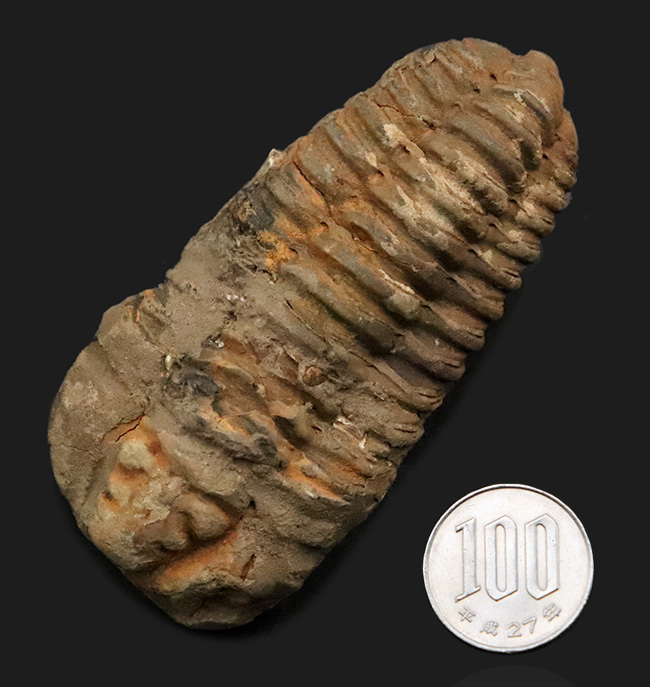 モロッコ・オルドビス紀層産　ロングカーブ11cm超の大型カリメネ（Calymene）（その9）