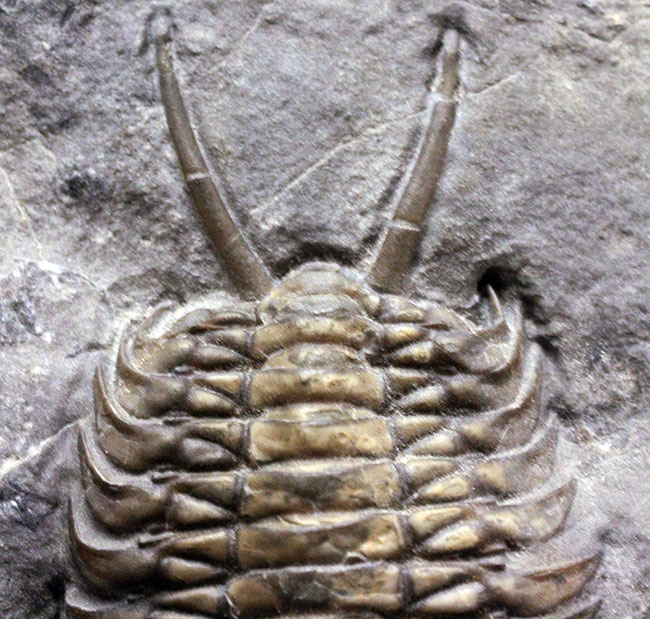極めて希少！1988年に記載されたカナダ・オンタリオ産の三葉虫、レヴィ