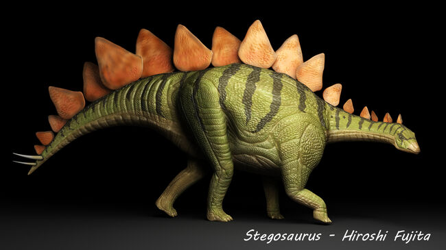１４年の社史で初登場！最大級の希少性！ジュラ紀の有名恐竜、ステゴサウルス（Stegosaurus stenops）の尾椎の化石（その13）