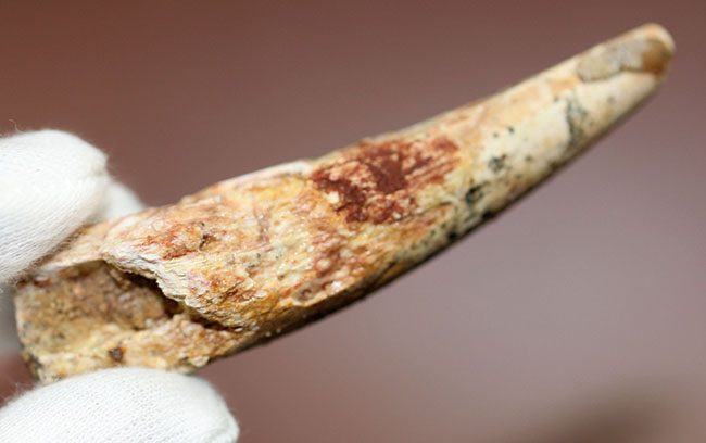 肉食恐竜化石をはじめて手にする方にもオススメ!ナチュラルな質感のスピノサウルス歯化石(Spinosaurus)(その2)