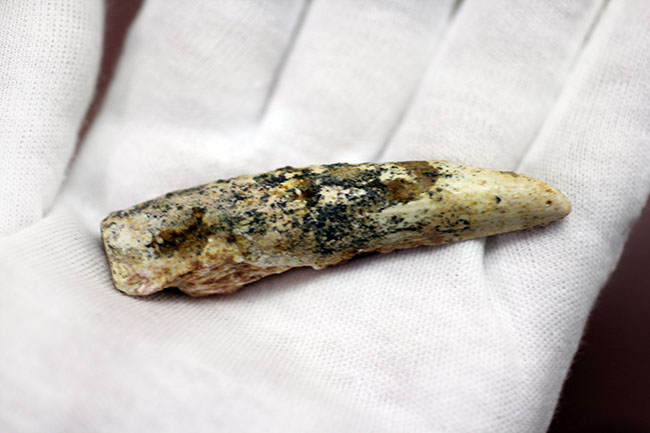 肉食恐竜化石をはじめて手にする方にもオススメ!ナチュラルな質感のスピノサウルス歯化石(Spinosaurus)(その3)