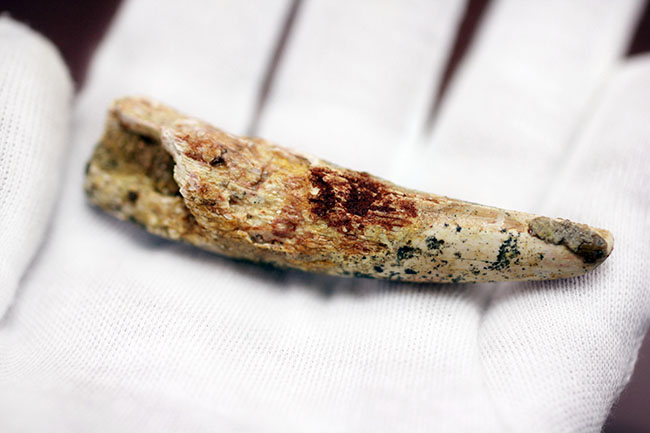 肉食恐竜化石をはじめて手にする方にもオススメ!ナチュラルな質感のスピノサウルス歯化石(Spinosaurus)(その6)