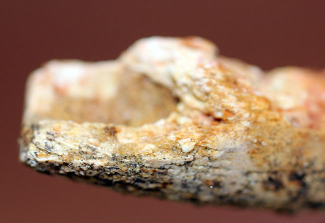 肉食恐竜化石をはじめて手にする方にもオススメ!ナチュラルな質感のスピノサウルス歯化石(Spinosaurus)(その7)