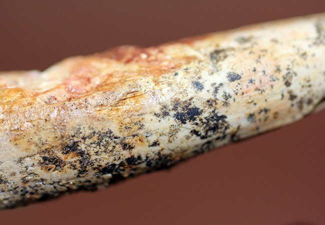 肉食恐竜化石をはじめて手にする方にもオススメ!ナチュラルな質感のスピノサウルス歯化石(Spinosaurus)(その8)