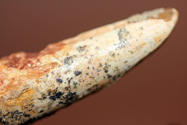 肉食恐竜化石をはじめて手にする方にもオススメ!ナチュラルな質感のスピノサウルス歯化石(Spinosaurus)(その9)