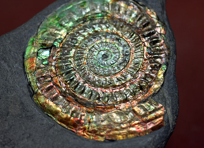 イングランド・サマセットが産んだ名品、虹色アンモナイトこと