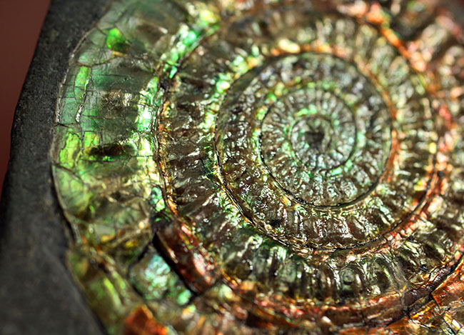 イングランド・サマセットが産んだ名品、虹色アンモナイトこと