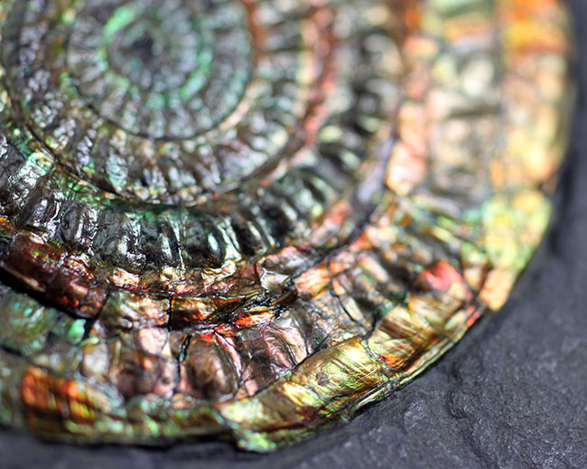 イングランド・サマセットが産んだ名品、虹色アンモナイトこと