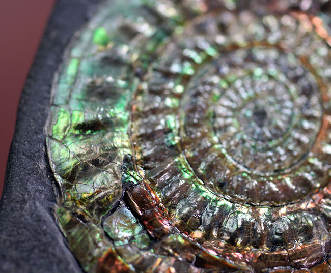 虹色アンモナイト　化石　イングランド・サマセット 産 虹色アンモナイト 化石 イングランド・サマセット 産 再販】☆虹色の遊色☆