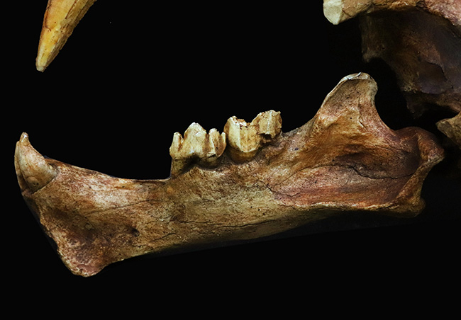 リアルスケールモデル、1点物、お部屋が古代にタイムスリップ
