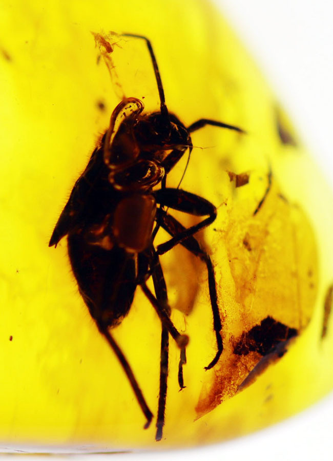 カメムシ目の虫を内包したバルト海産虫入り琥珀(Amber)(その1)