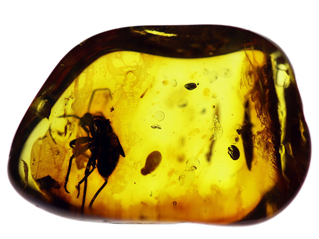 カメムシ目の虫を内包したバルト海産虫入り琥珀(Amber)(その2)