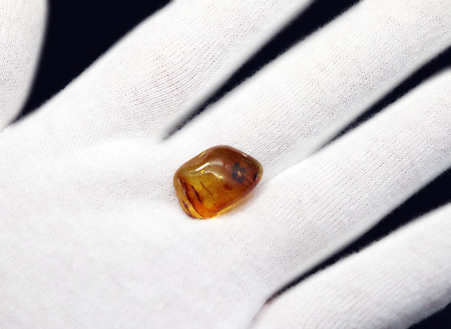 カメムシ目の虫を内包したバルト海産虫入り琥珀(Amber)(その3)