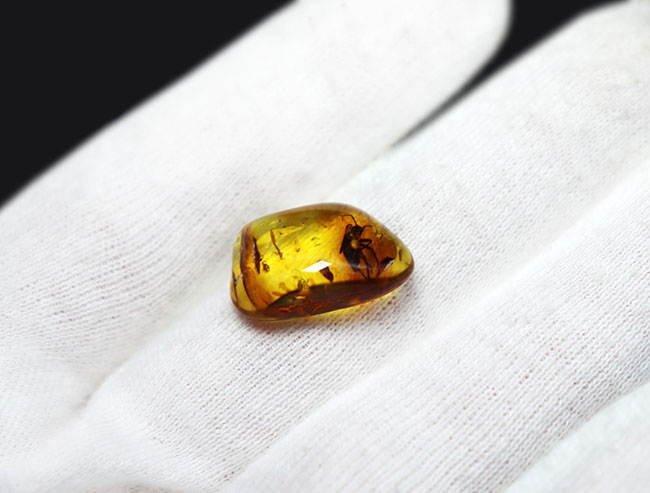 カメムシ目の虫を内包したバルト海産虫入り琥珀(Amber)(その4)