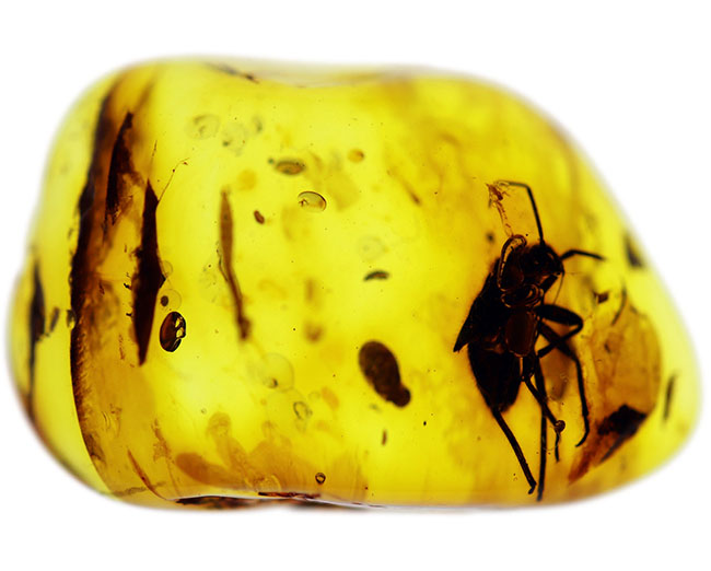 カメムシ目の虫を内包したバルト海産虫入り琥珀(Amber)(その5)