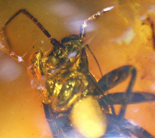 カメムシ目の虫を内包したバルト海産虫入り琥珀(Amber)(その6)
