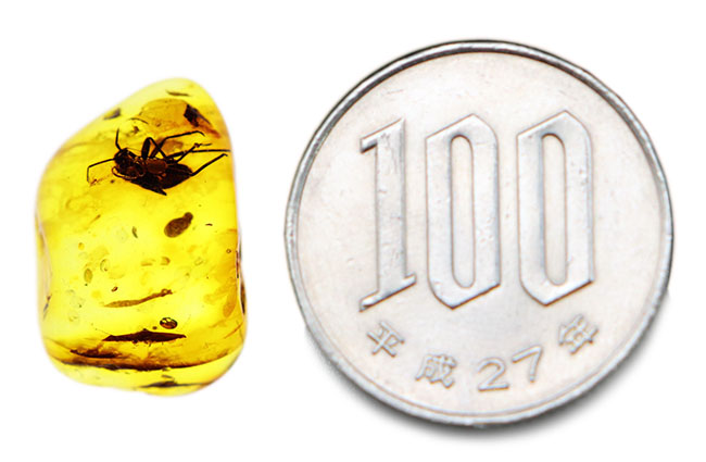 カメムシ目の虫を内包したバルト海産虫入り琥珀(Amber)(その7)