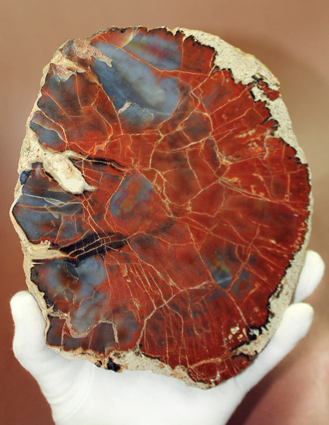 最も知られた珪化木の産地の一つ、米国アリゾナ産の高品位珪化木。レッド＆ブルー。（その1）