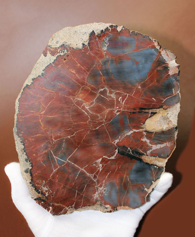 最も知られた珪化木の産地の一つ、米国アリゾナ産の高品位珪化木。レッド＆ブルー。（その11）