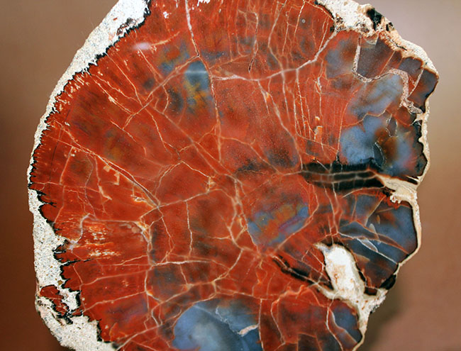 最も知られた珪化木の産地の一つ、米国アリゾナ産の高品位珪化木。レッド＆ブルー。（その13）
