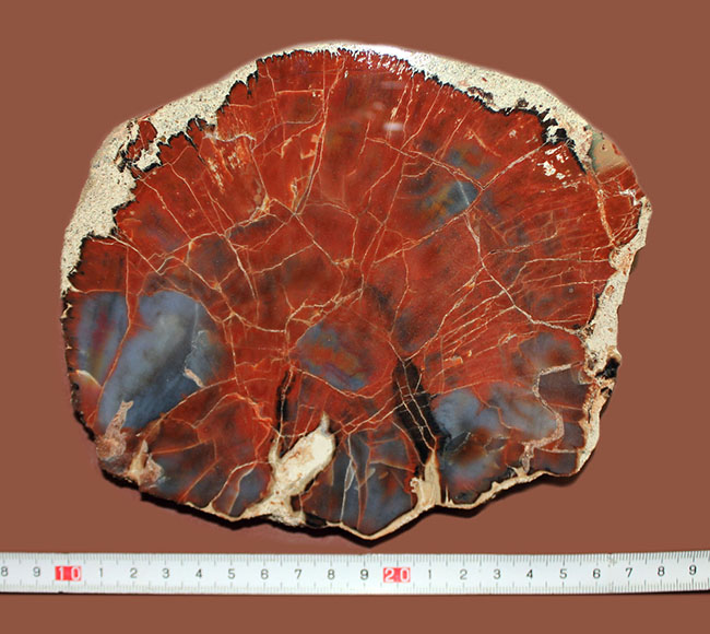 最も知られた珪化木の産地の一つ、米国アリゾナ産の高品位珪化木。レッド＆ブルー。（その14）