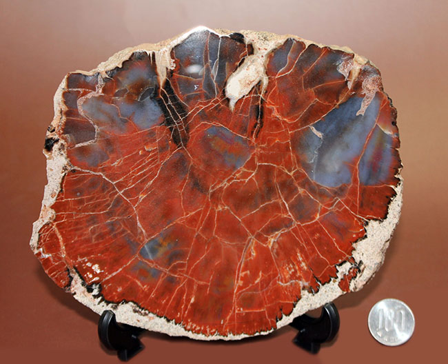 最も知られた珪化木の産地の一つ、米国アリゾナ産の高品位珪化木。レッド＆ブルー。（その15）