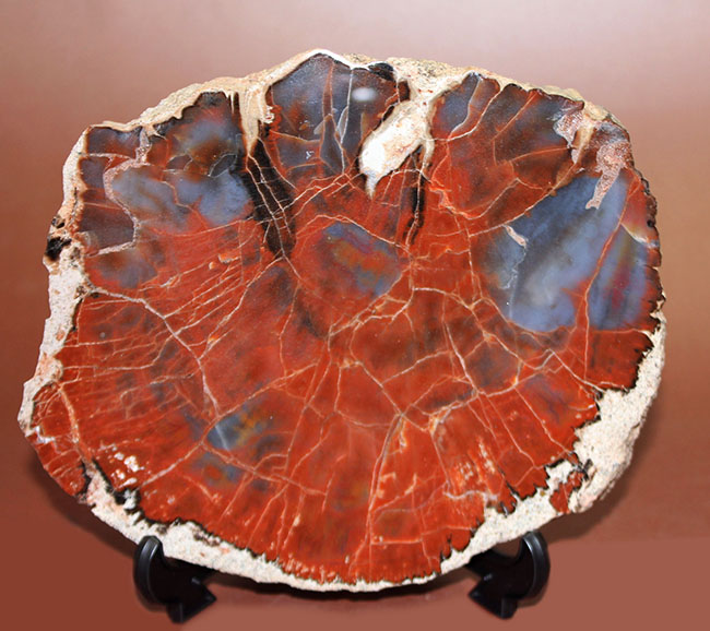 最も知られた珪化木の産地の一つ、米国アリゾナ産の高品位珪化木。レッド＆ブルー。（その2）