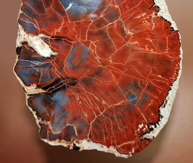 最も知られた珪化木の産地の一つ、米国アリゾナ産の高品位珪化木。レッド＆ブルー。（その4）