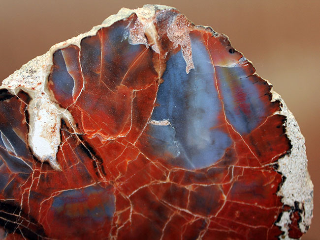 木が石になった置物