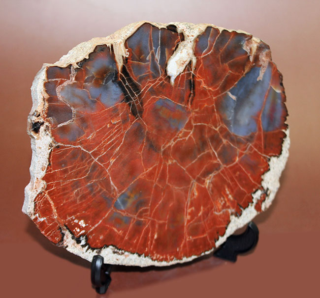 最も知られた珪化木の産地の一つ、米国アリゾナ産の高品位珪化木。レッド＆ブルー。（その6）