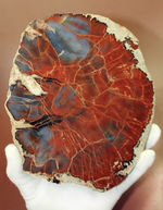 最も知られた珪化木の産地の一つ、米国アリゾナ産の高品位珪化木。レッド＆ブルー。